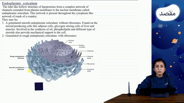 Thumbnail for 08. Cell Structure And Function - Part 2